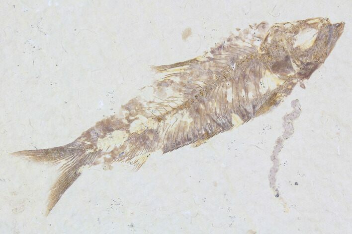 Knightia Fossil Fish - Wyoming #85413